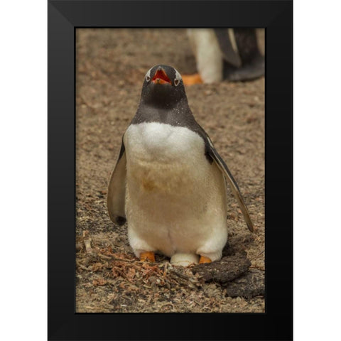 Saunders Isl, Gentoo penguin with egg Black Modern Wood Framed Art Print by Illg, Cathy and Gordon