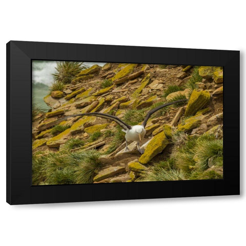 Saunders Island Black-browed albatross Black Modern Wood Framed Art Print by Illg, Cathy and Gordon