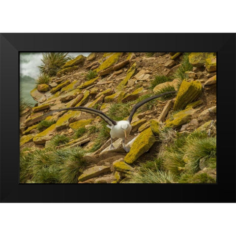 Saunders Island Black-browed albatross Black Modern Wood Framed Art Print by Illg, Cathy and Gordon