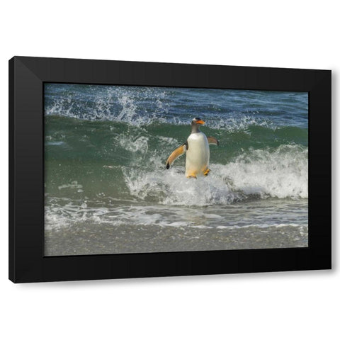 Sea Lion Island Gentoo penguin surfing on shore Black Modern Wood Framed Art Print with Double Matting by Illg, Cathy and Gordon