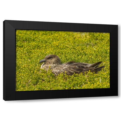 Sea Lion Island Falkland skua on nest Black Modern Wood Framed Art Print by Illg, Cathy and Gordon