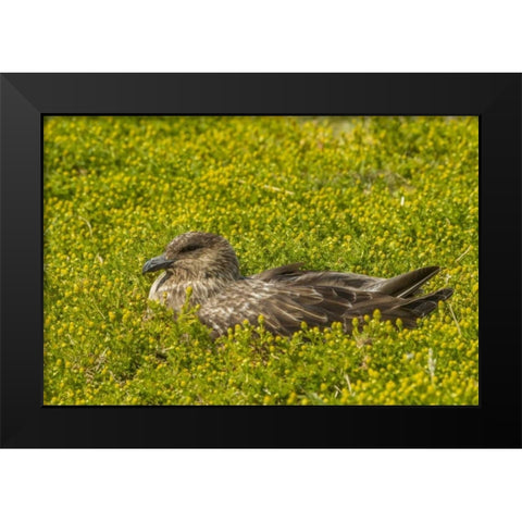 Sea Lion Island Falkland skua on nest Black Modern Wood Framed Art Print by Illg, Cathy and Gordon
