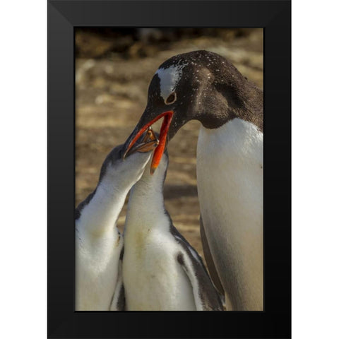 Sea Lion Island Gentoo penguin feeding chicks Black Modern Wood Framed Art Print by Illg, Cathy and Gordon