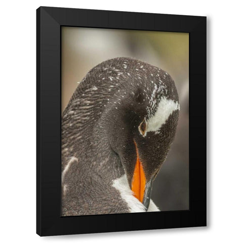 Bleaker Island Gentoo penguin adult preening Black Modern Wood Framed Art Print with Double Matting by Illg, Cathy and Gordon