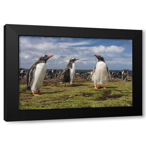 Falkland Islands, Bleaker Island Gentoo penguins Black Modern Wood Framed Art Print by Illg, Cathy and Gordon