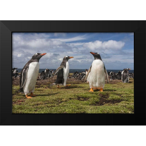 Falkland Islands, Bleaker Island Gentoo penguins Black Modern Wood Framed Art Print by Illg, Cathy and Gordon