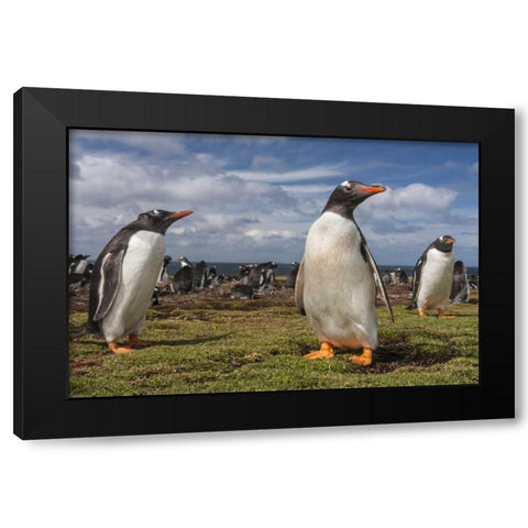 Falkland Islands, Bleaker Island Gentoo penguins Black Modern Wood Framed Art Print with Double Matting by Illg, Cathy and Gordon