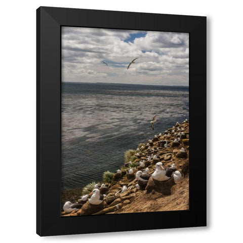 Saunders Island Black-browed albatross colony Black Modern Wood Framed Art Print by Illg, Cathy and Gordon