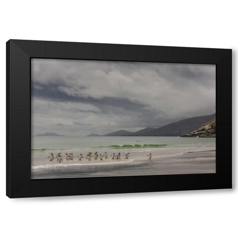 Saunders Island Gentoo penguins coming ashore Black Modern Wood Framed Art Print by Illg, Cathy and Gordon