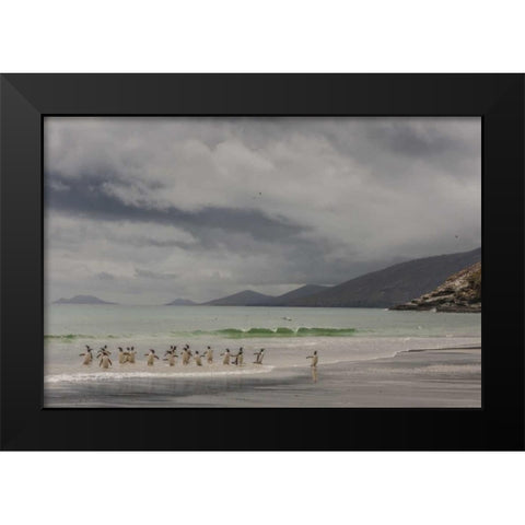 Saunders Island Gentoo penguins coming ashore Black Modern Wood Framed Art Print by Illg, Cathy and Gordon