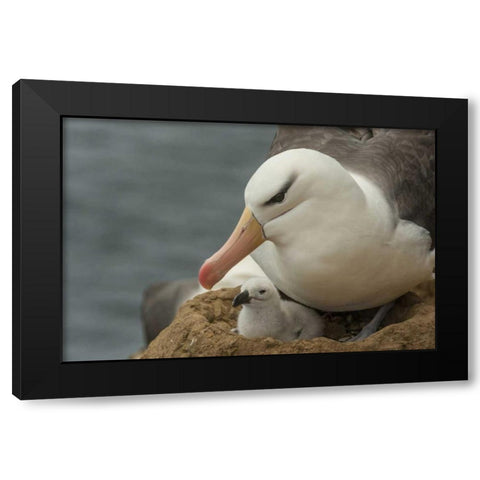 Saunders Island Black-browed albatross and chick Black Modern Wood Framed Art Print by Illg, Cathy and Gordon
