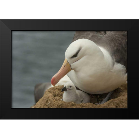 Saunders Island Black-browed albatross and chick Black Modern Wood Framed Art Print by Illg, Cathy and Gordon