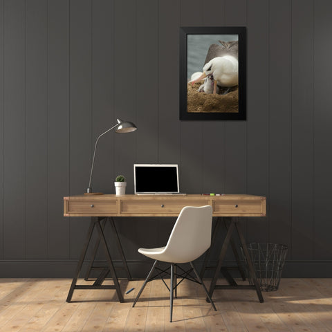 Saunders Island Black-browed albatross and chick Black Modern Wood Framed Art Print by Illg, Cathy and Gordon
