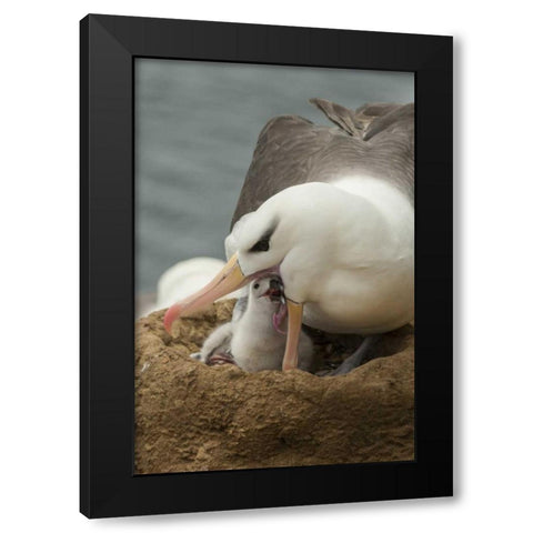 Saunders Island Black-browed albatross and chick Black Modern Wood Framed Art Print by Illg, Cathy and Gordon