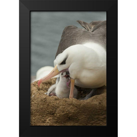 Saunders Island Black-browed albatross and chick Black Modern Wood Framed Art Print by Illg, Cathy and Gordon