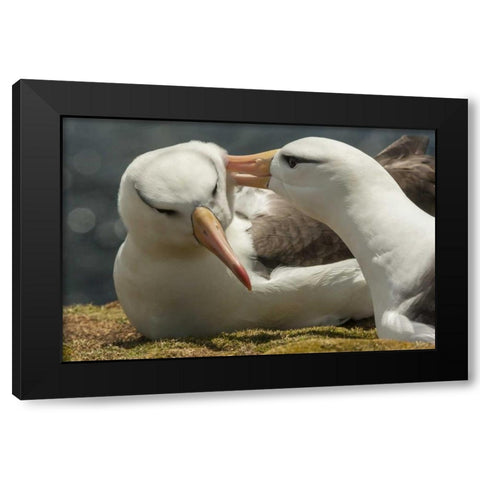 Saunders Island Black-browed albatross courtship Black Modern Wood Framed Art Print by Illg, Cathy and Gordon