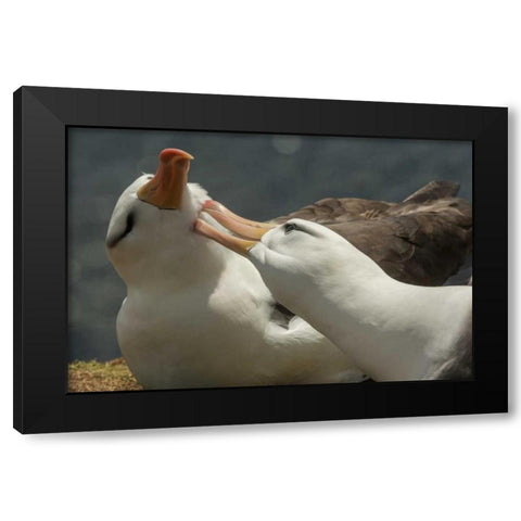 Saunders Island Black-browed albatross courtship Black Modern Wood Framed Art Print by Illg, Cathy and Gordon