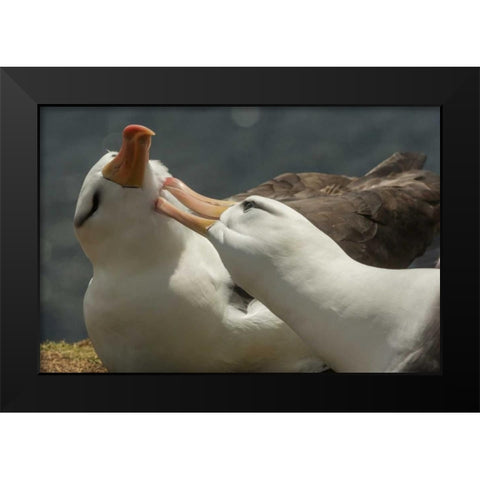 Saunders Island Black-browed albatross courtship Black Modern Wood Framed Art Print by Illg, Cathy and Gordon