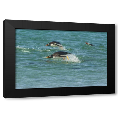 Sea Lion Island Gentoo penguins porpoising Black Modern Wood Framed Art Print by Illg, Cathy and Gordon