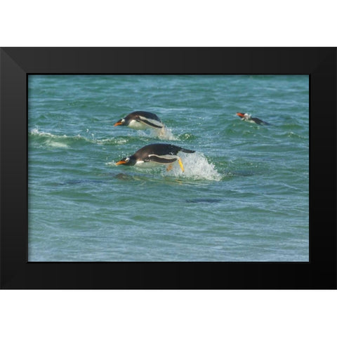 Sea Lion Island Gentoo penguins porpoising Black Modern Wood Framed Art Print by Illg, Cathy and Gordon
