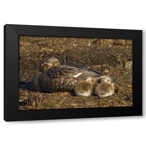 Bleaker Island Steamer duck and chicks Black Modern Wood Framed Art Print by Illg, Cathy and Gordon