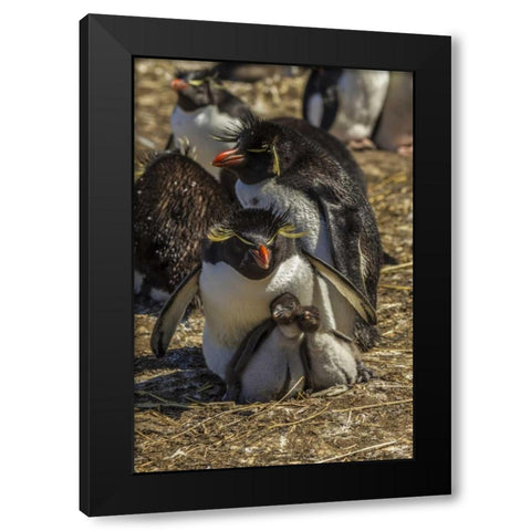 Bleaker Island Rockhopper penguin family Black Modern Wood Framed Art Print by Illg, Cathy and Gordon