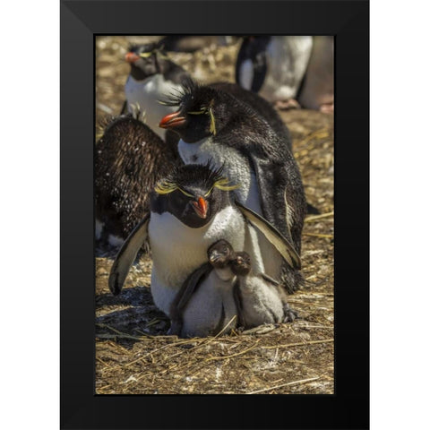 Bleaker Island Rockhopper penguin family Black Modern Wood Framed Art Print by Illg, Cathy and Gordon