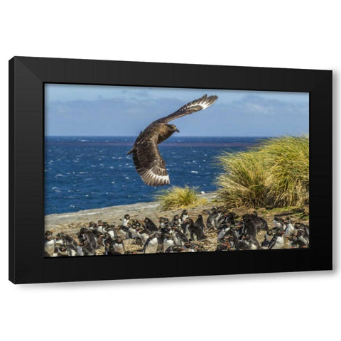Bleaker Island Falkland skua over penguin colony Black Modern Wood Framed Art Print by Illg, Cathy and Gordon