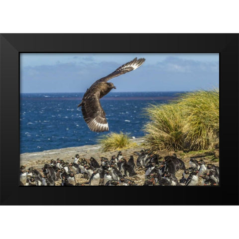 Bleaker Island Falkland skua over penguin colony Black Modern Wood Framed Art Print by Illg, Cathy and Gordon