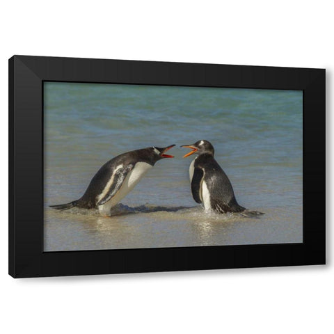 Bleaker Island Gentoo penguins arguing Black Modern Wood Framed Art Print by Illg, Cathy and Gordon