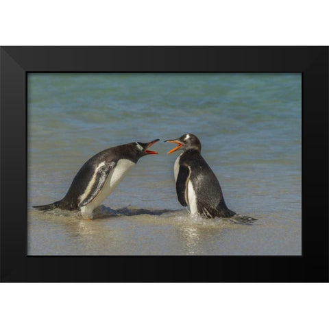 Bleaker Island Gentoo penguins arguing Black Modern Wood Framed Art Print by Illg, Cathy and Gordon