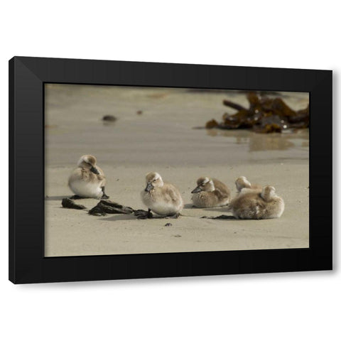 Carcass Island Steamer duck ducklings on beach Black Modern Wood Framed Art Print by Illg, Cathy and Gordon
