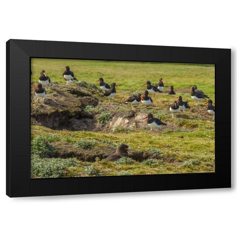 Carcass Island Magellanic oystercatchers on edge Black Modern Wood Framed Art Print with Double Matting by Illg, Cathy and Gordon