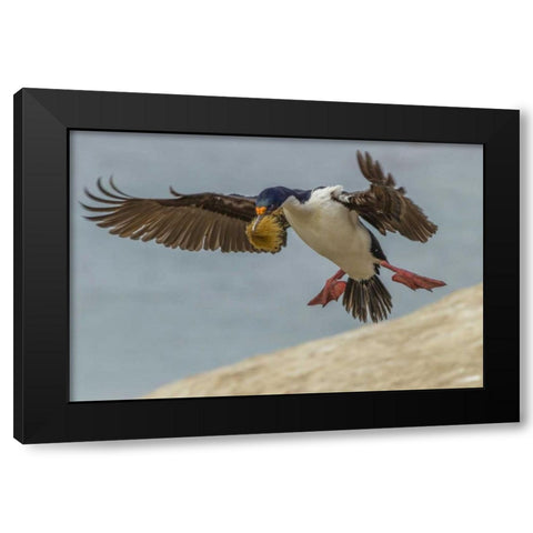 Carcass Island Imperial shag with nest material Black Modern Wood Framed Art Print by Illg, Cathy and Gordon