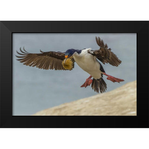 Carcass Island Imperial shag with nest material Black Modern Wood Framed Art Print by Illg, Cathy and Gordon