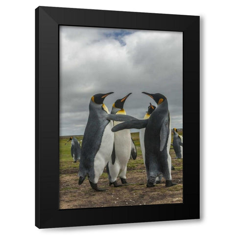 Falkland Islands, Volunteer Point King penguins Black Modern Wood Framed Art Print by Illg, Cathy and Gordon