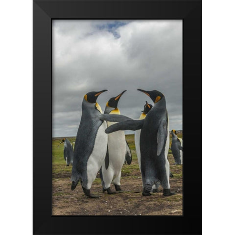Falkland Islands, Volunteer Point King penguins Black Modern Wood Framed Art Print by Illg, Cathy and Gordon