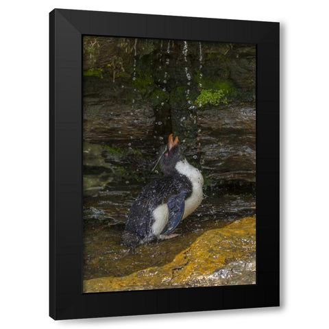 Saunders Island Rockhopper penguin bathing Black Modern Wood Framed Art Print by Illg, Cathy and Gordon