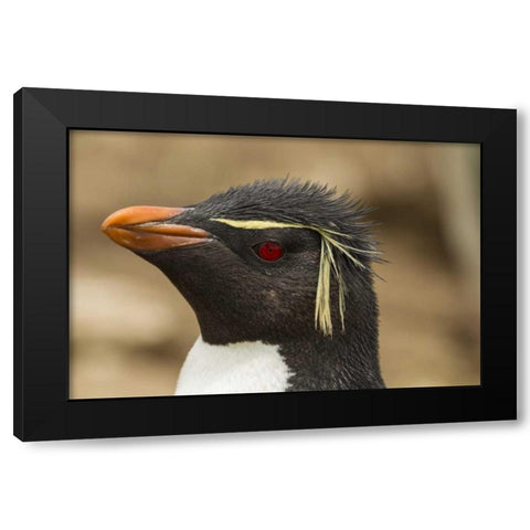 Saunders Island Rockhopper penguin portrait Black Modern Wood Framed Art Print by Illg, Cathy and Gordon