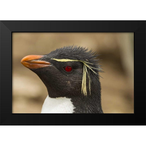 Saunders Island Rockhopper penguin portrait Black Modern Wood Framed Art Print by Illg, Cathy and Gordon