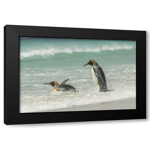 East Falkland King penguins in beach surf Black Modern Wood Framed Art Print by Illg, Cathy and Gordon