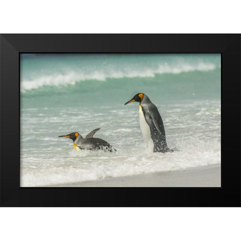 East Falkland King penguins in beach surf Black Modern Wood Framed Art Print by Illg, Cathy and Gordon