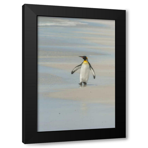 East Falkland King penguin walking on beach Black Modern Wood Framed Art Print by Illg, Cathy and Gordon