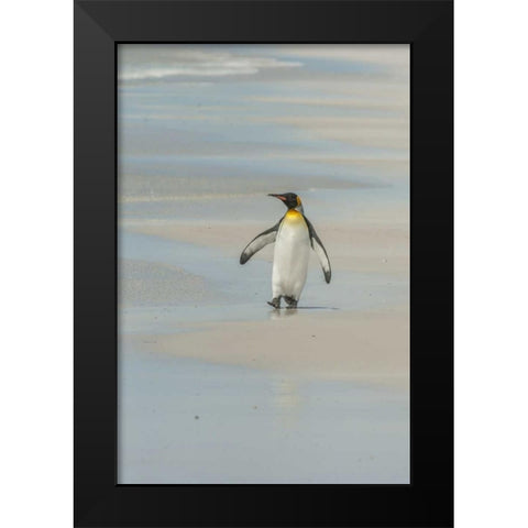 East Falkland King penguin walking on beach Black Modern Wood Framed Art Print by Illg, Cathy and Gordon
