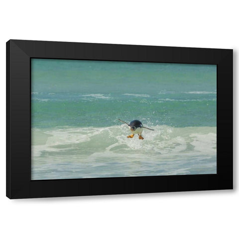 East Falkland Gentoo penguin leaping in surf Black Modern Wood Framed Art Print by Illg, Cathy and Gordon