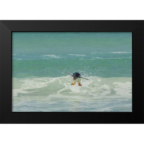 East Falkland Gentoo penguin leaping in surf Black Modern Wood Framed Art Print by Illg, Cathy and Gordon
