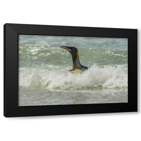 East Falkland King penguin in surf Black Modern Wood Framed Art Print by Illg, Cathy and Gordon