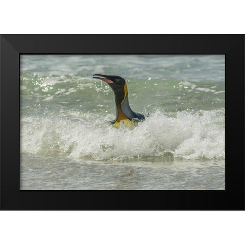 East Falkland King penguin in surf Black Modern Wood Framed Art Print by Illg, Cathy and Gordon
