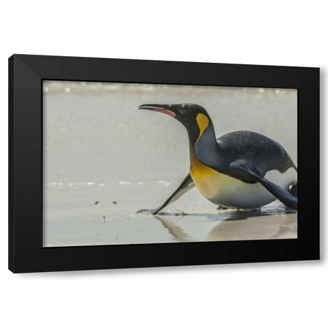 East Falkland King penguin on beach Black Modern Wood Framed Art Print by Illg, Cathy and Gordon