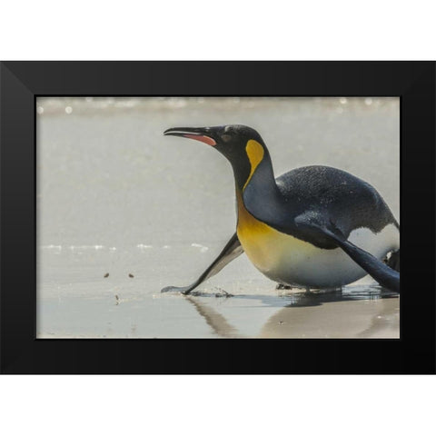 East Falkland King penguin on beach Black Modern Wood Framed Art Print by Illg, Cathy and Gordon